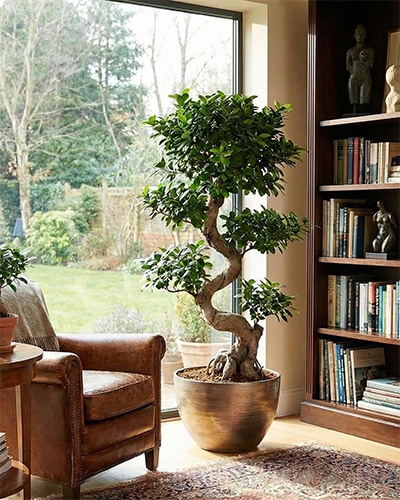 Grand ficus d’intérieur en pot, feuillage dense près d’une baie vitrée lumineuse, idéal pour le salon.